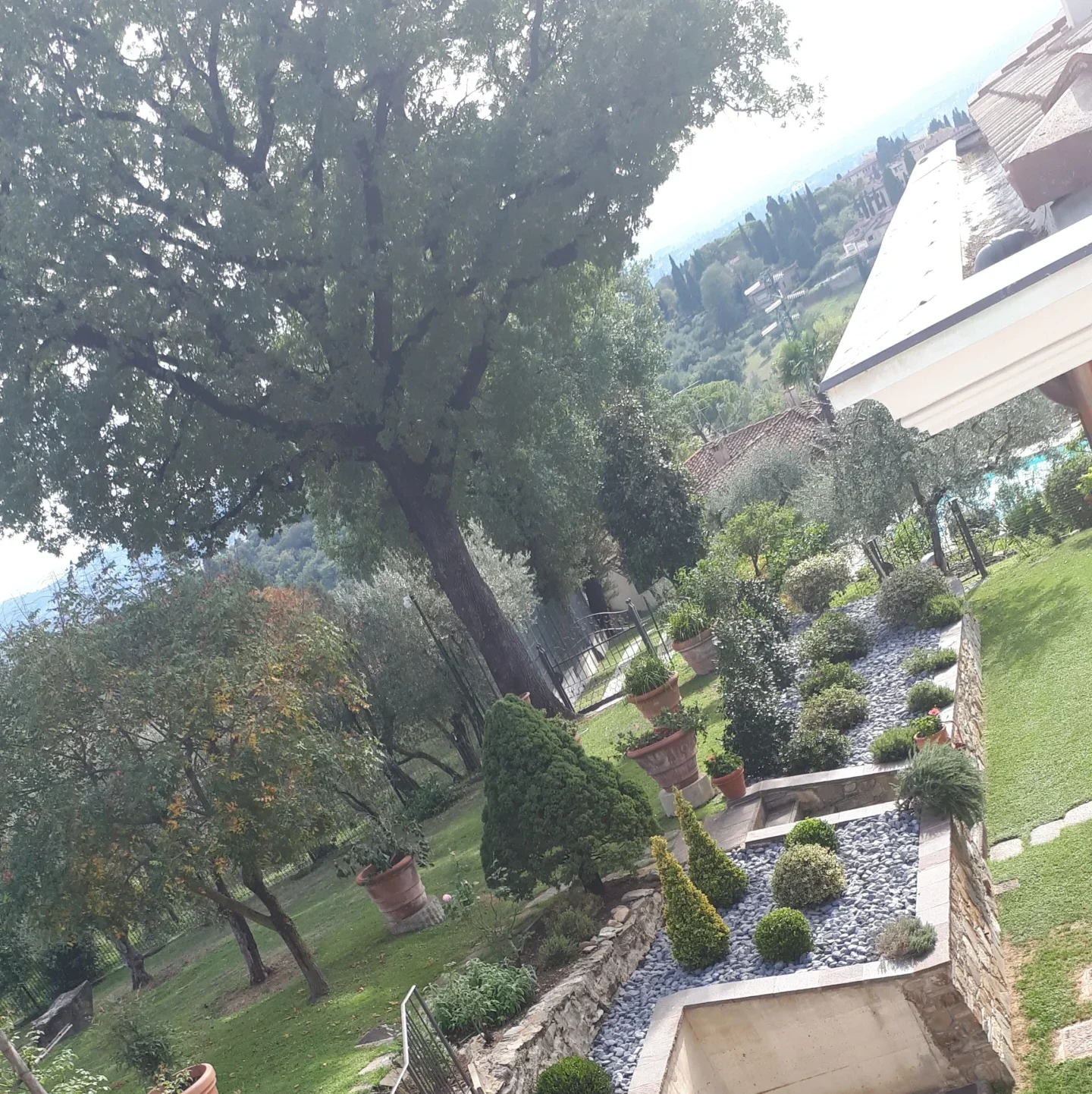 Abbattimento alberi alto fusto Firenze