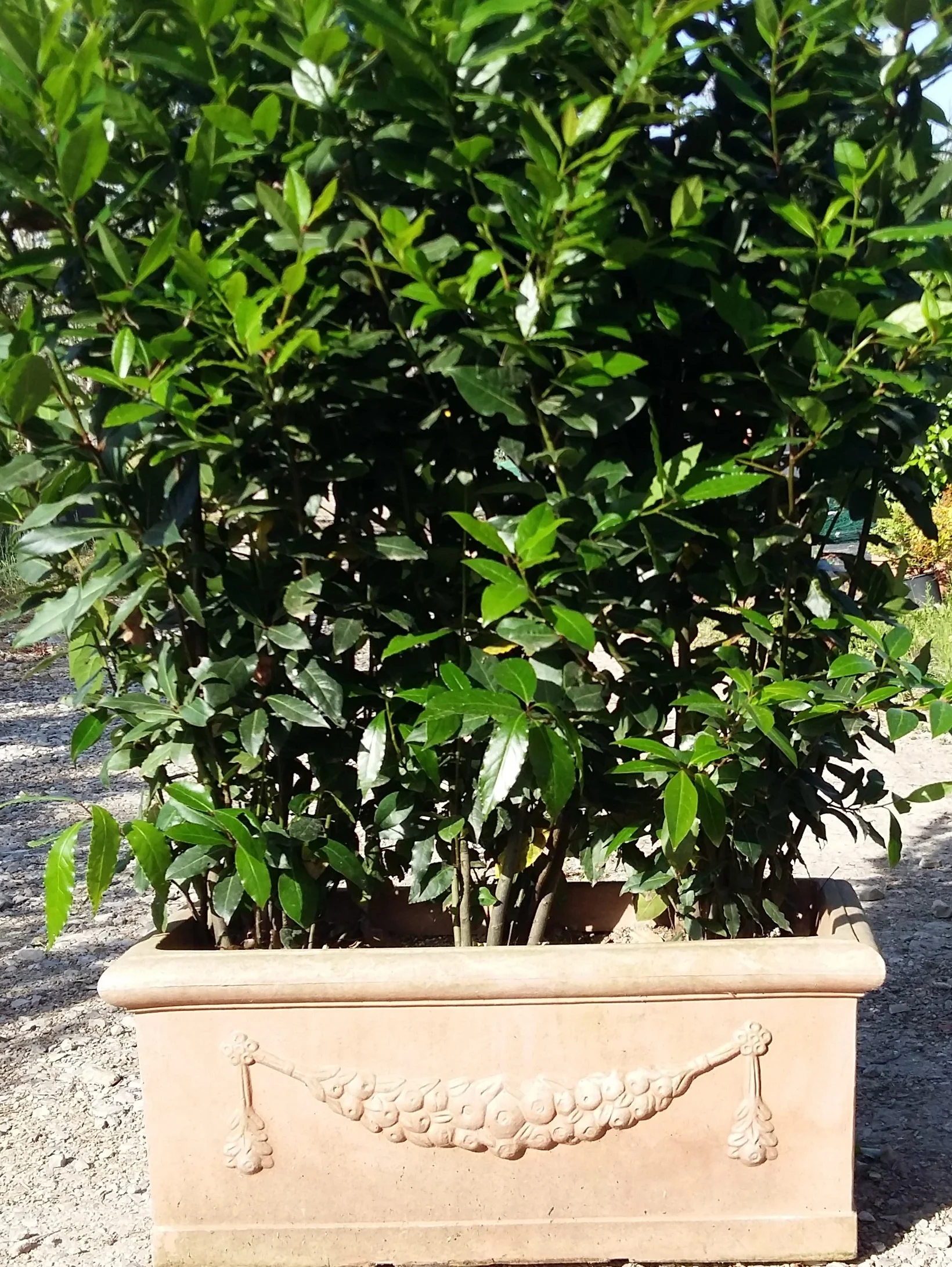 Noleggio piante Firenze